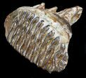 Juvenile Woolly Mammoth Molar - North Sea Deposits #35702-2